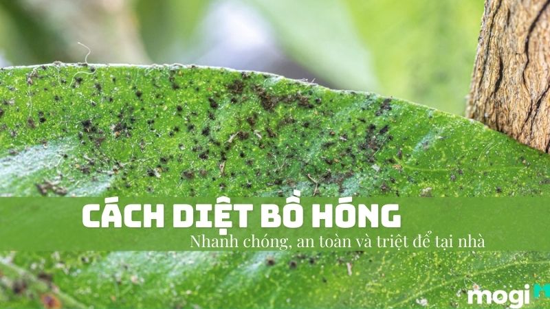 Bồ Hóng Là Gì? Cách Đuổi Bồ Hóng Nhanh Và Dứt Điểm Tại Nhà