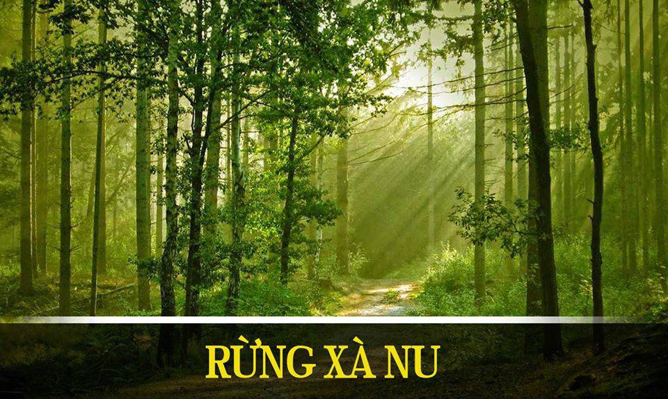 Bộ đề đọc hiểu Rừng xà nu