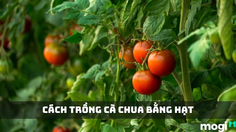 Chi Tiết Cách Trồng Cà Chua Bằng Hạt Nảy Mầm Nhanh 100%