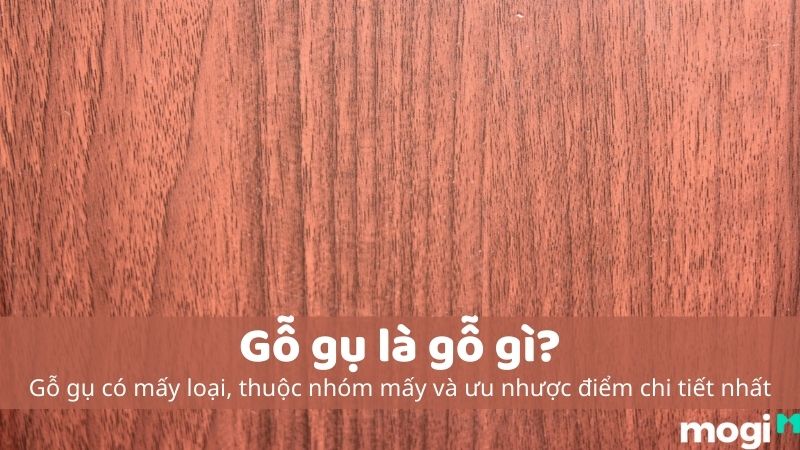 Gỗ Gụ Là Gỗ Gì? Có Mấy Loại? Chất Lượng Có Tốt Không?