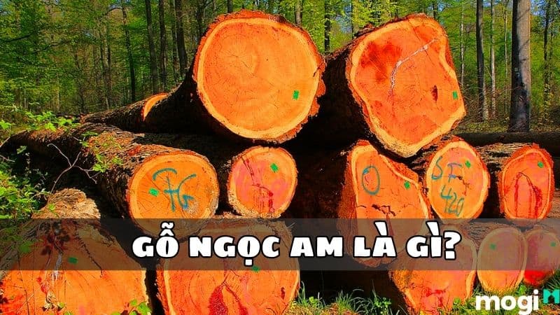 Gỗ Ngọc Am Là Gì? Phân Loại Và Ý Nghĩa Trong Phong Thủy