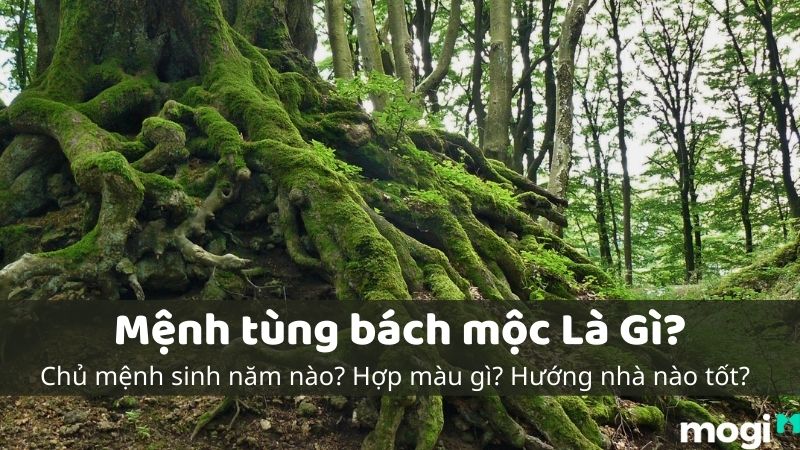 Khám Phá Tổng Quan Mệnh Tùng Bách Mộc Chuẩn Xác Nhất