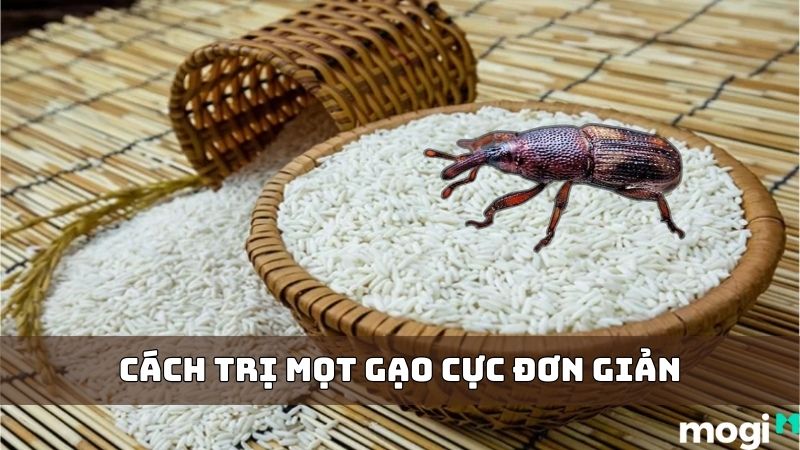 Mách Nhỏ 7+ Cách Trị Mọt Gạo Siêu Dễ Mọi Nhà Nên Biết