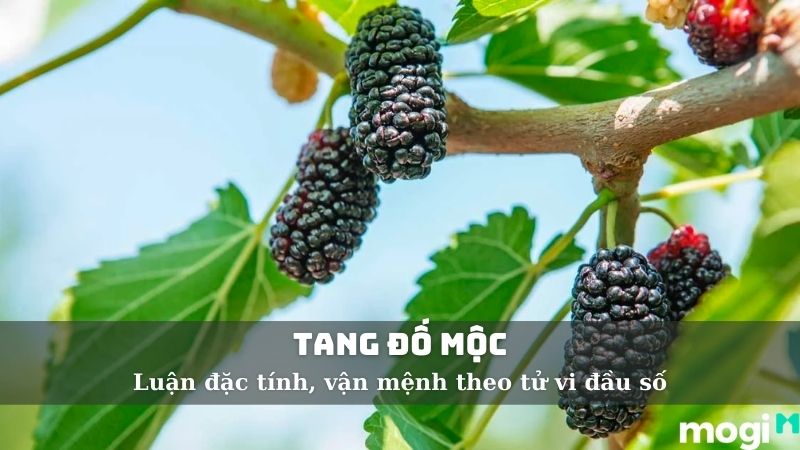 Tang Đố Mộc Sinh Năm Nào? Hợp Mệnh Gì, Hợp Hướng Nào?