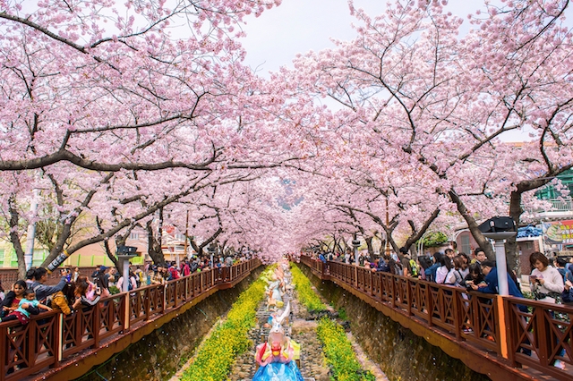 Du lịch Seoul - Cẩm nang du lịch Seoul vào mùa hoa anh đào - TH Điện Biên  Đông