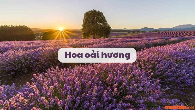 Đặc điểm, ý nghĩa và cách chăm sóc