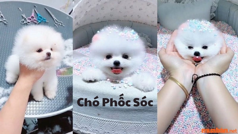 Cách nuôi chó phốc sóc và kinh nghiệm mua chó an toàn