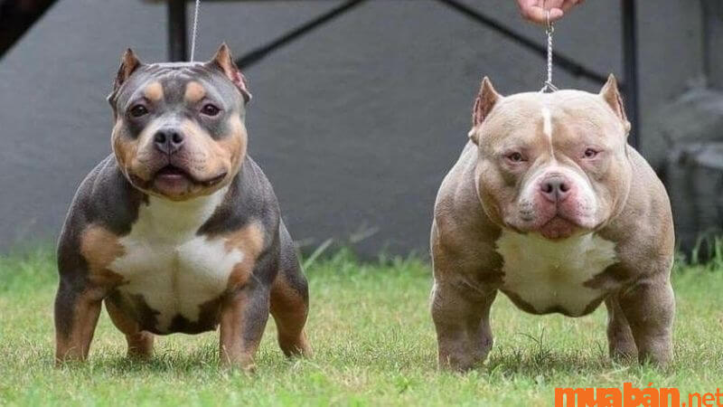 Cẩm nang nuôi chó Pitbull