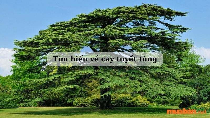 Cây tuyết tùng – Đặc điểm, công dụng, cách trồng và ý nghĩa