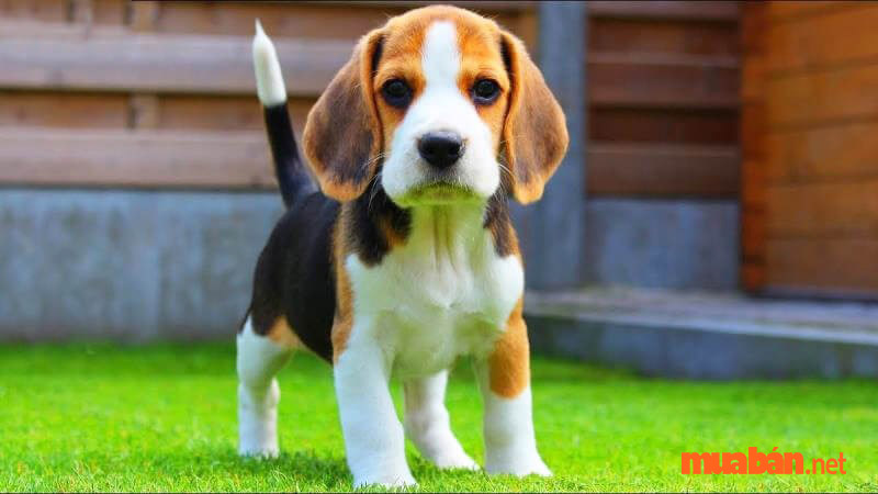 Chó Beagle – Giá bán, cách nuôi và huấn luyện hiệu quả