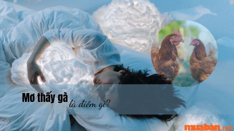 [Giải mã] Mơ thấy gà có ý nghĩa gì? Con số may mắn tương ứng