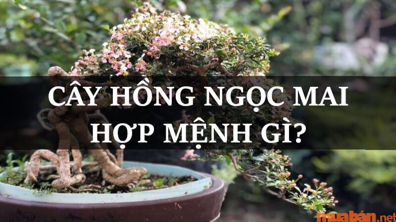 Cây hồng ngọc mai hợp mệnh gì? Đặc điểm, ý nghĩa và cách trồng