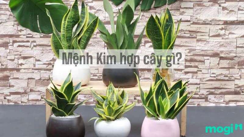 Mệnh Kim hợp cây gì? 10 loại cây đem lại may mắn, tài lộc