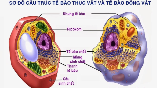 So sánh tế bào động vật và tế bào thực vật (Sinh học lớp 6)